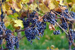 vineyard, grapes, grapevines-7530891.jpg